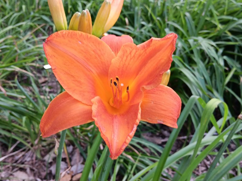 Garden photo